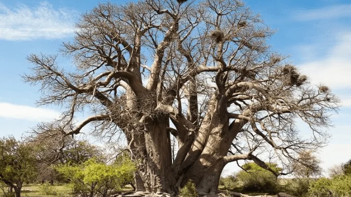 Using Baobab Fruit Powder as a Prebiotic